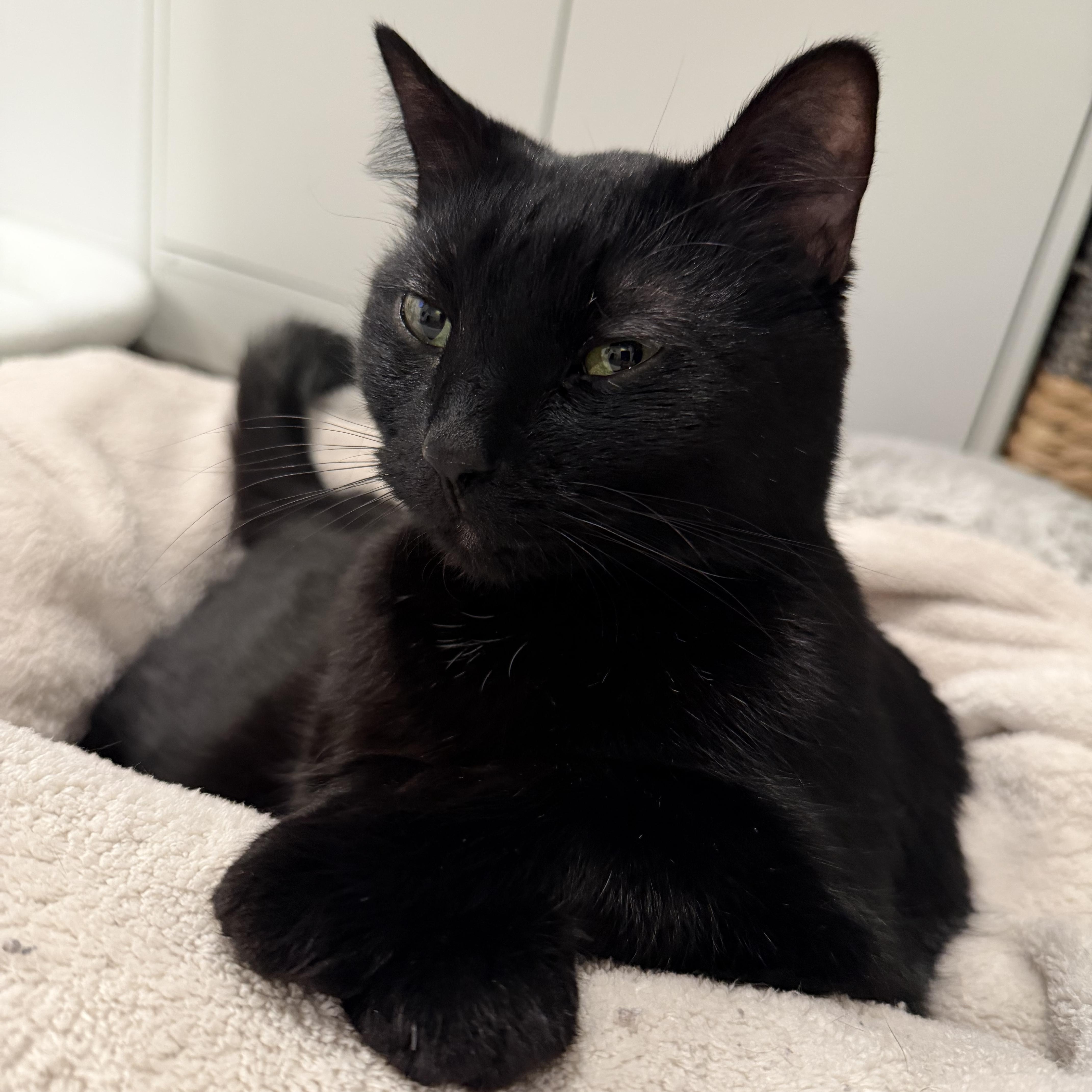 Smokey And Charcoal thumbnail 6