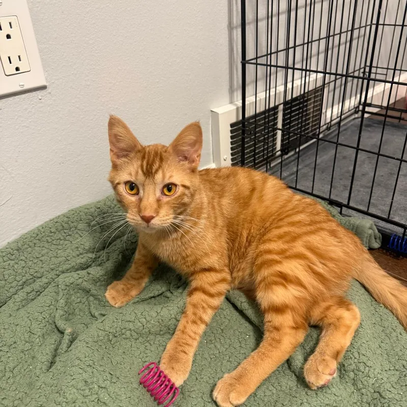 A young large-sized male Orange / Red Domestic Short Hair cat named Dennis for adoption in Green Bay, WI