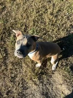 A young medium-sized male Pit Bull Terrier dog named Levi for adoption in Kalamazoo, MI