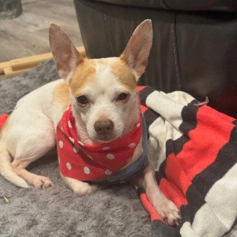 A senior small-sized male Chihuahua dog named Rocky Pocketpooch for adoption in Houston, TX