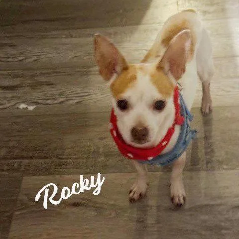 Rocky Pocketpooch thumbnail 2