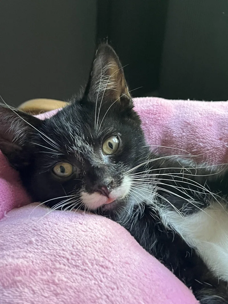 A baby medium-sized male Black & White / Tuxedo Domestic Short Hair cat named Gomez Nagle for adoption in Trenton, NJ