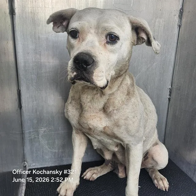 An adult medium-sized female American Staffordshire Terrier dog named Sad Girl for adoption in San Antonio, TX