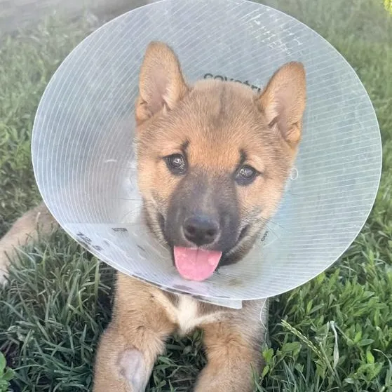A baby small-sized male Shiba Inu dog named Taz for adoption in Toledo, OH
