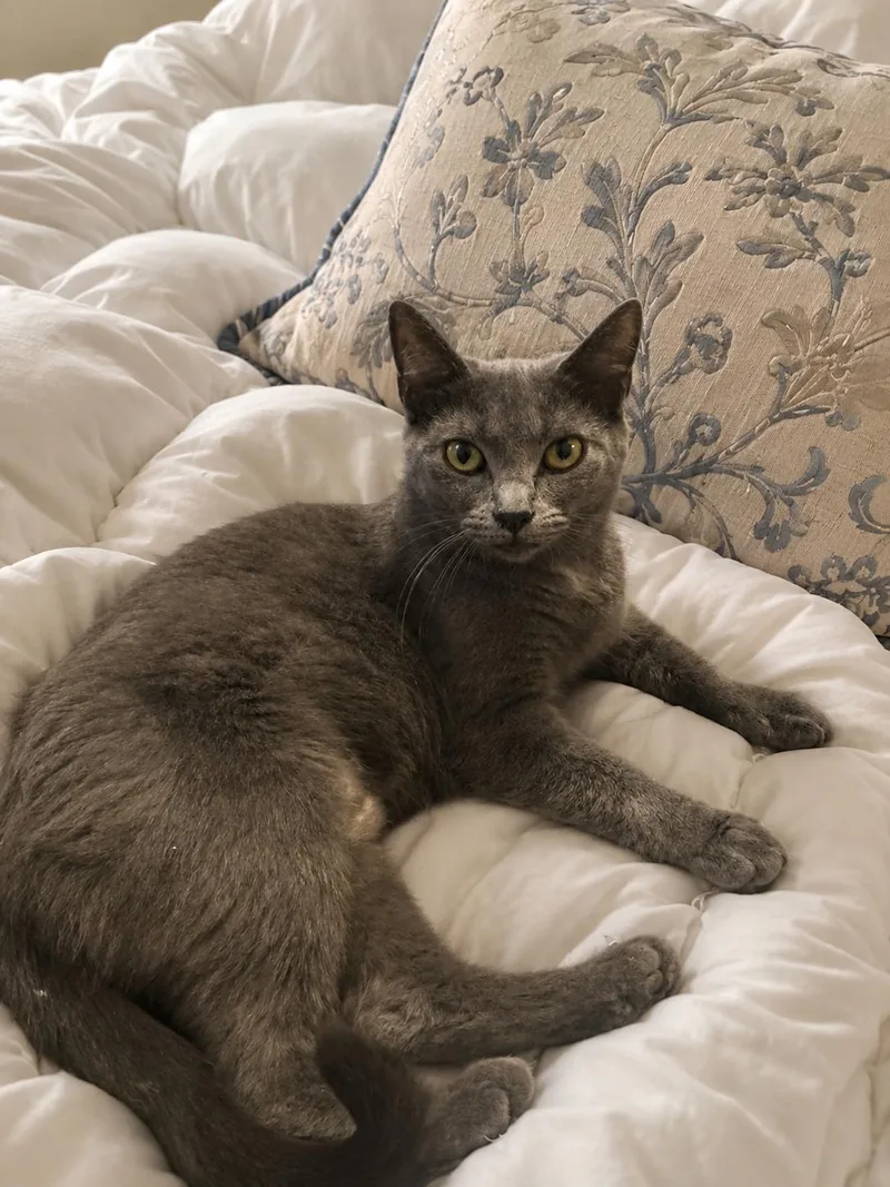 An adult medium-sized female Gray & White Domestic Short Hair cat named Angelou for adoption in Hickory, NC