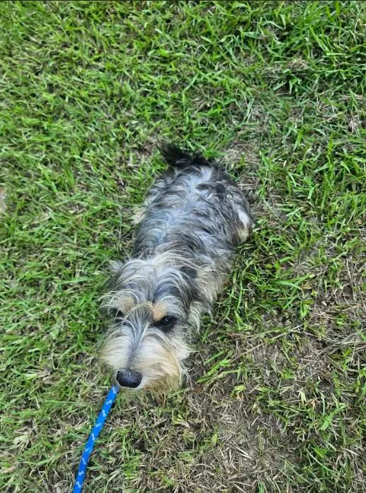 A young small-sized male Terrier dog named Maxamillon in LA for adoption in Cranston, RI