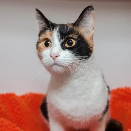 A senior medium-sized female Domestic Short Hair cat named Cuddles for adoption in Los Angeles, CA