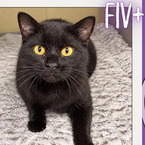 A young medium-sized female Domestic Short Hair cat named Anna for adoption in Concord, NC