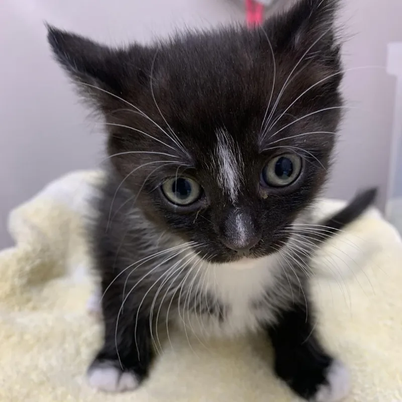 A baby small-sized female Black Domestic Short Hair cat named Mittens for adoption in Morganton, NC
