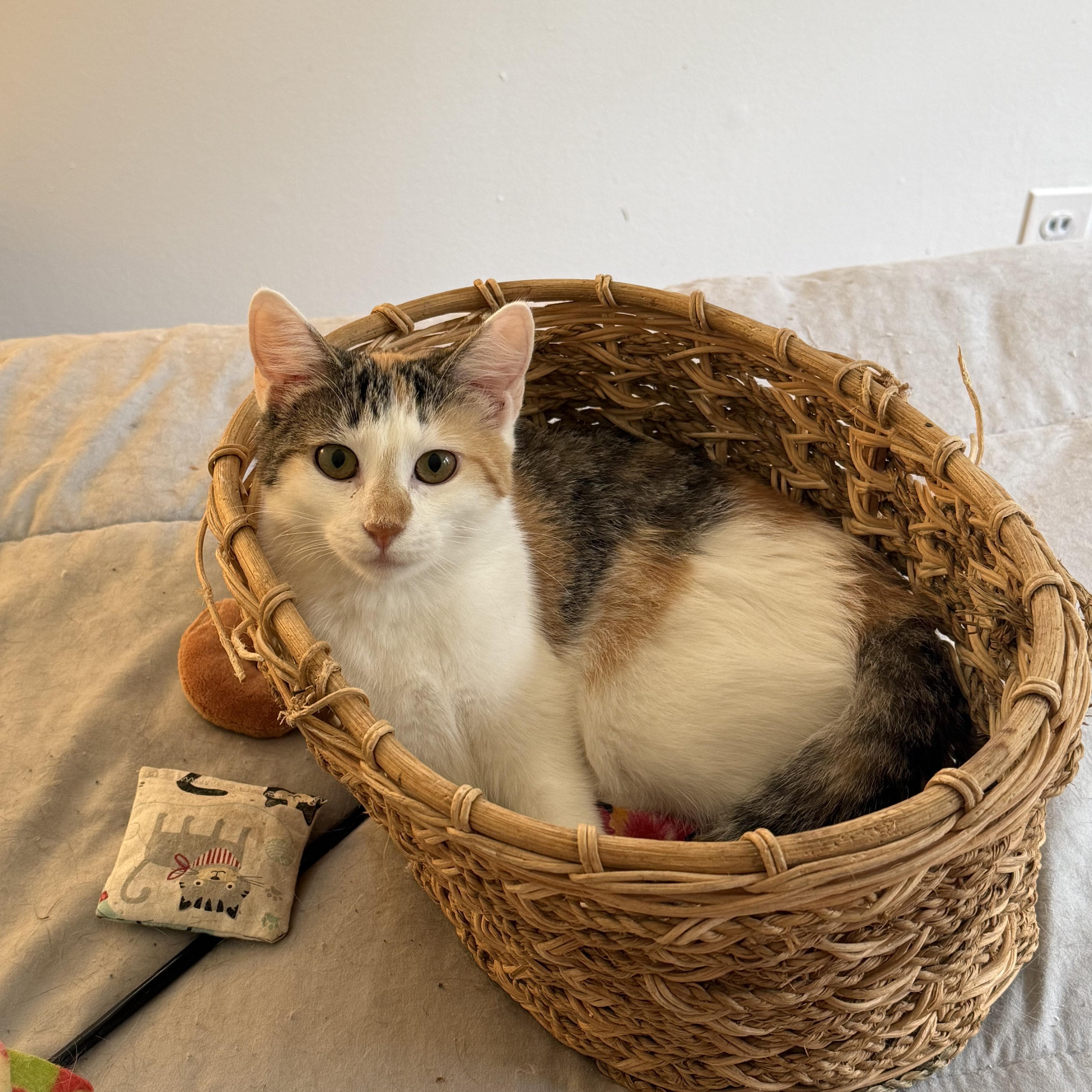 A young medium-sized female Calico cat named Lacy for adoption in Avondale, PA