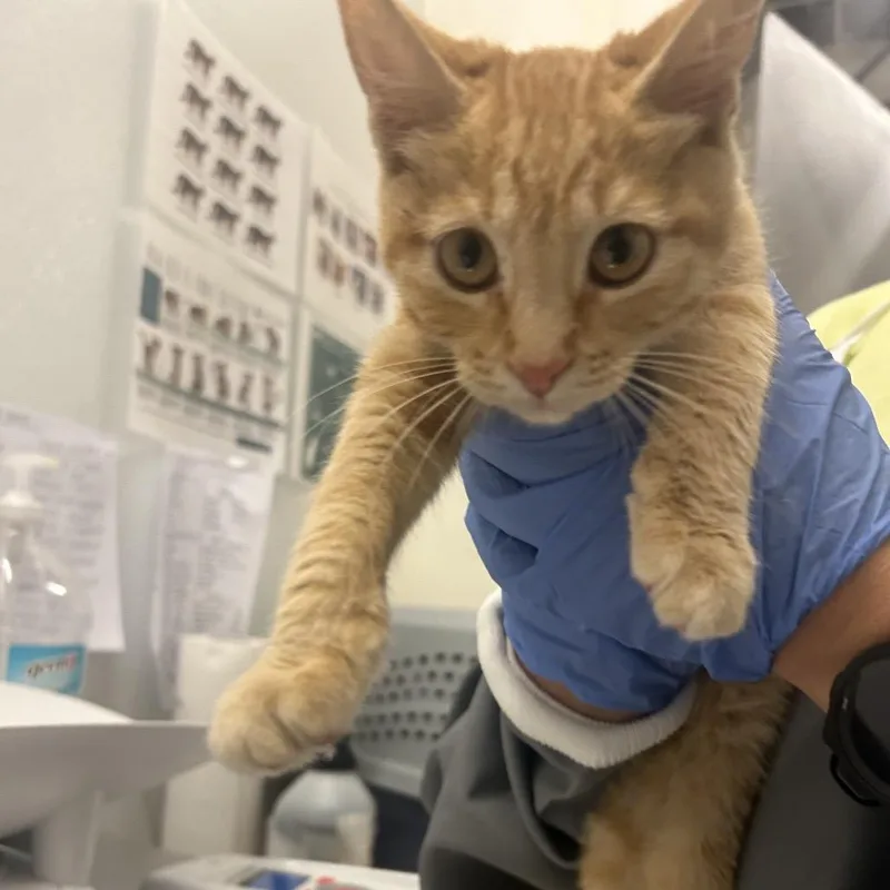 A baby small-sized female Orange / Red Domestic Short Hair cat named Marsh for adoption in Park City, UT