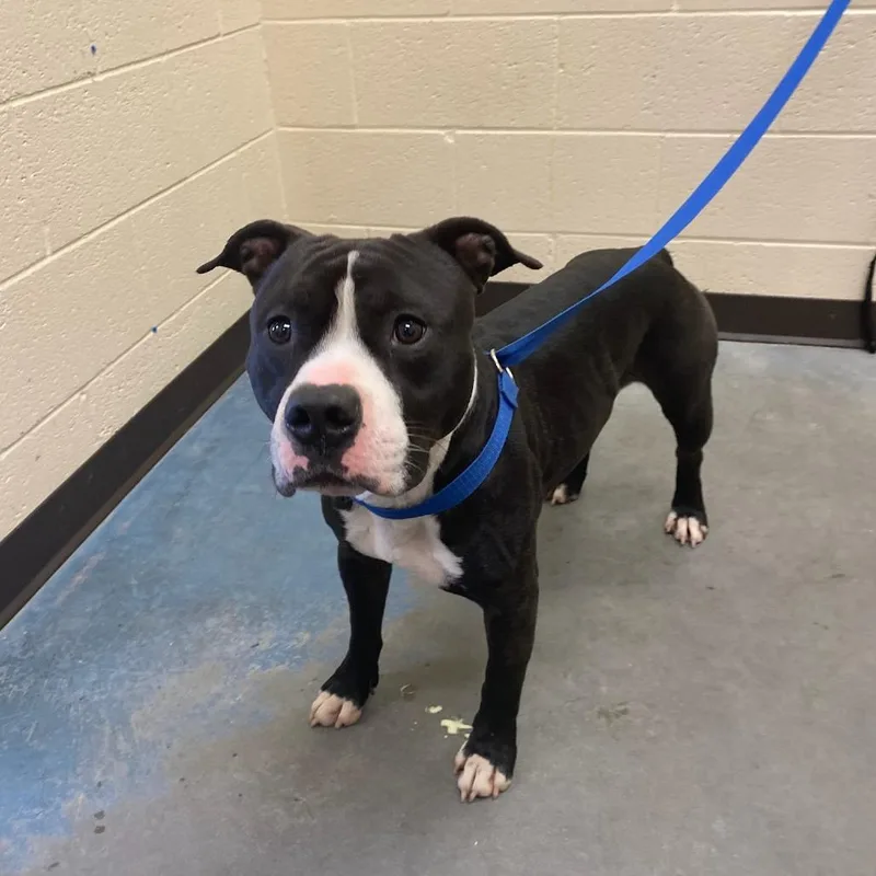 A young medium-sized male Black Mixed Breed dog named Copelee for adoption in Memphis, TN