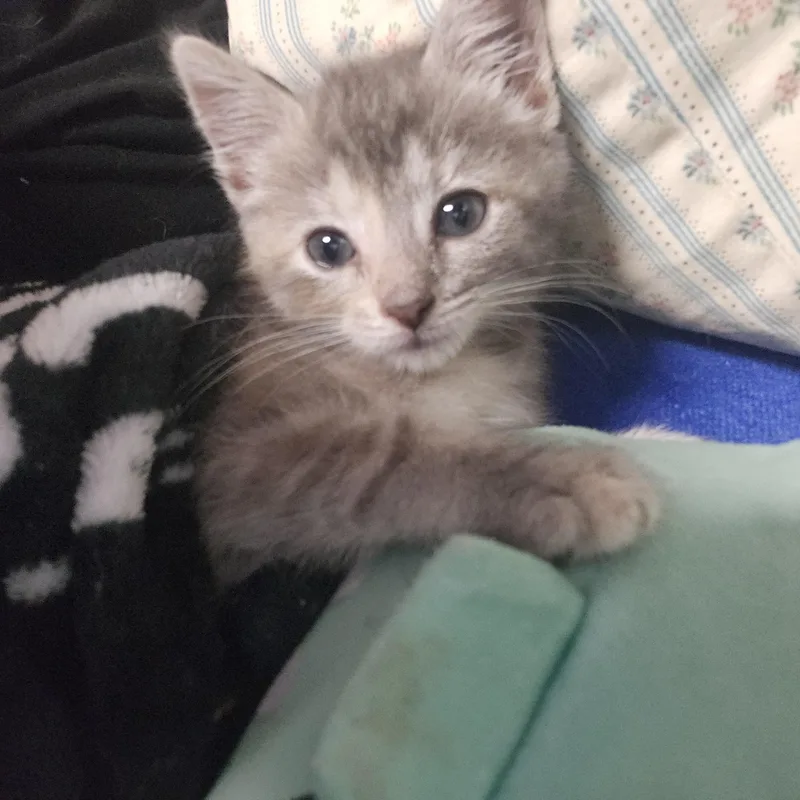 A baby medium-sized female Domestic Short Hair cat named Ms Beast for adoption in Kenhorst, PA