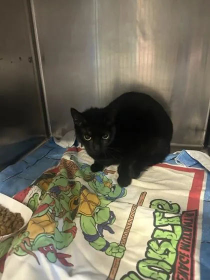 An adult small-sized female Domestic Short Hair cat named Oreo for adoption in Largo, FL