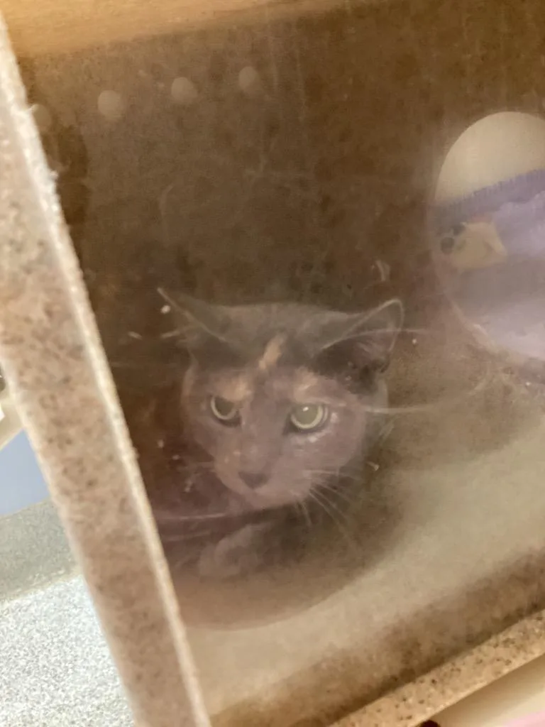 A young medium-sized female Domestic Short Hair cat named Working Cat: Alyssa for adoption in Bloomington, IN