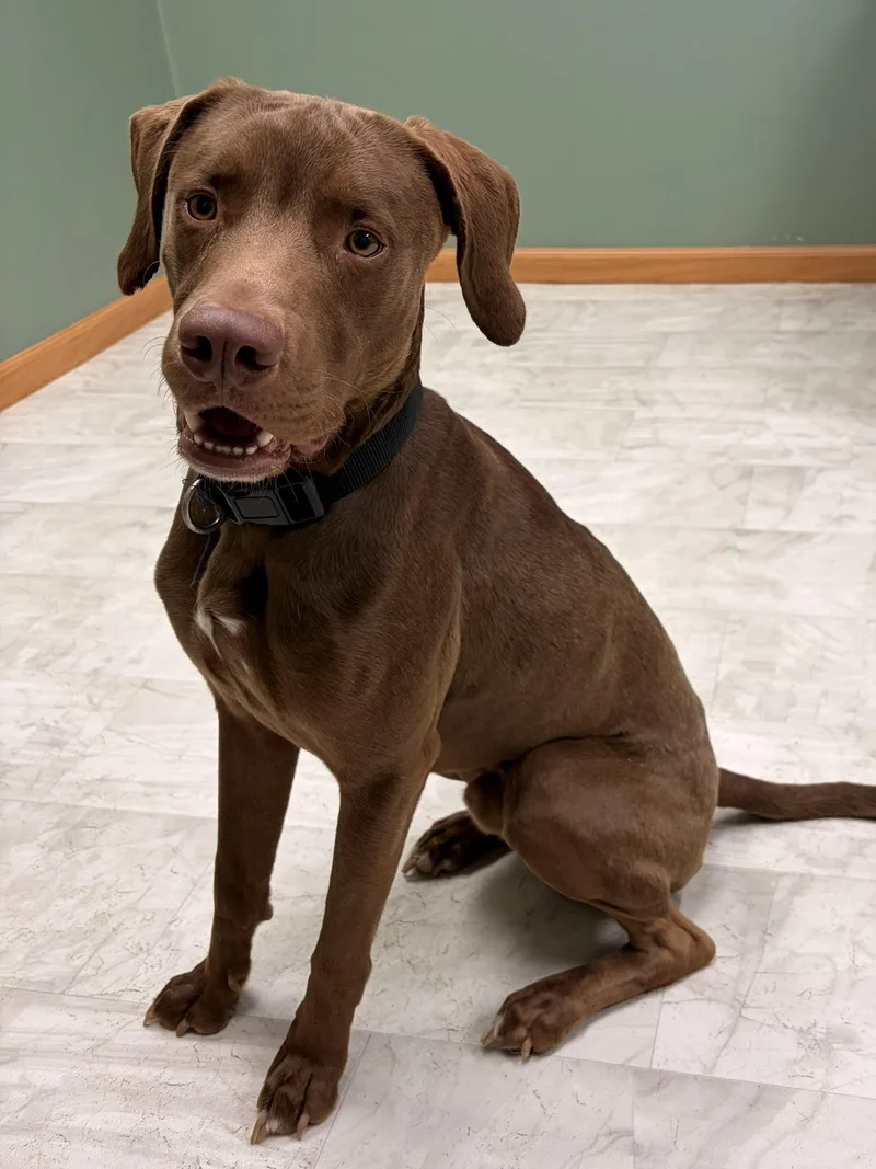 An adult medium-sized male Brown / Chocolate Chocolate Labrador Retriever dog named Cocoa for adoption in Neillsville, WI