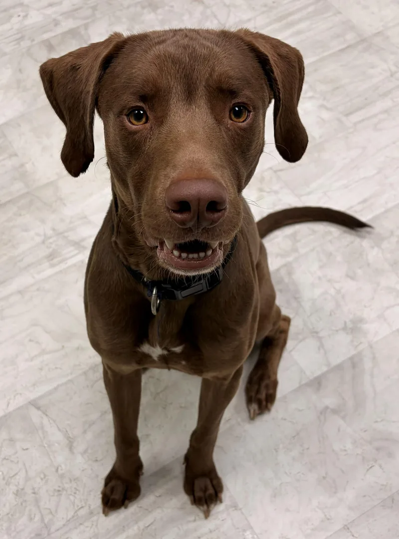 Cocoa thumbnail 3