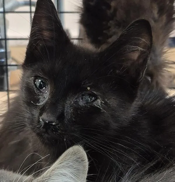 A baby medium-sized male Domestic Short Hair cat named King Louie for adoption in Silverdale, WA