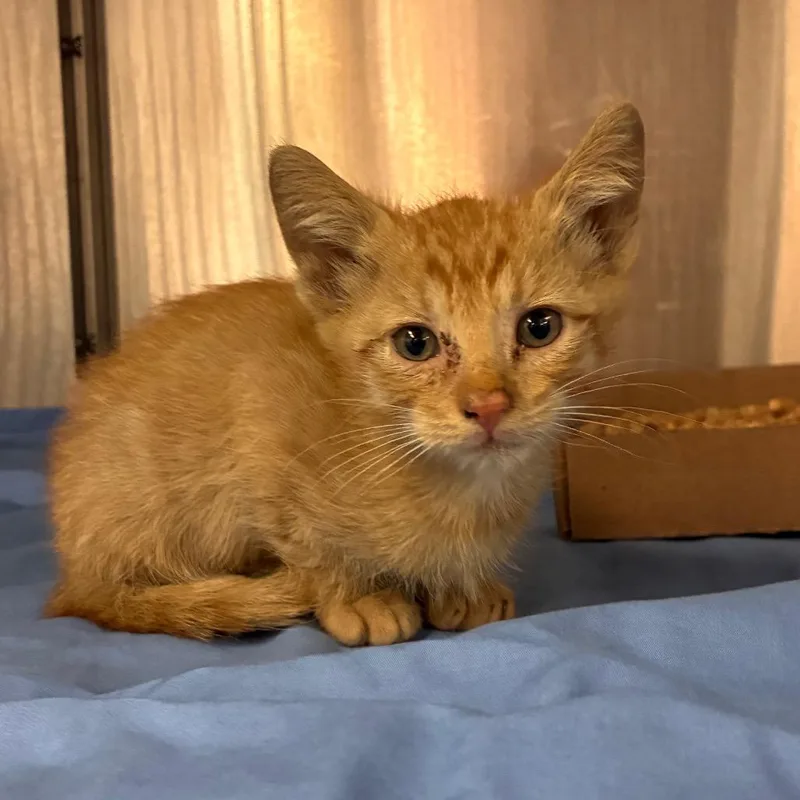 A baby small-sized male Orange / Red Domestic Short Hair cat named Big Red for adoption in Manhattan, KS