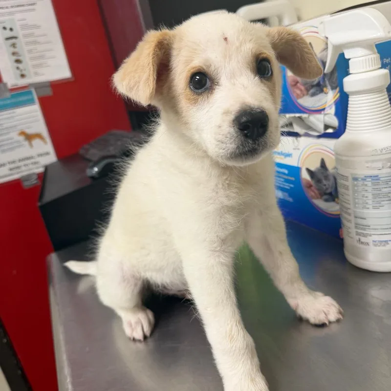 A baby small-sized male White / Cream Mixed Breed dog named Pudding for adoption in Bryan, TX