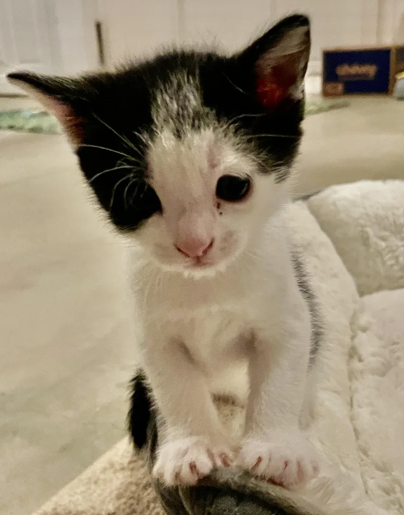 A baby medium-sized male Black Tabby cat named Gizmo Lee for adoption in Elgin, SC