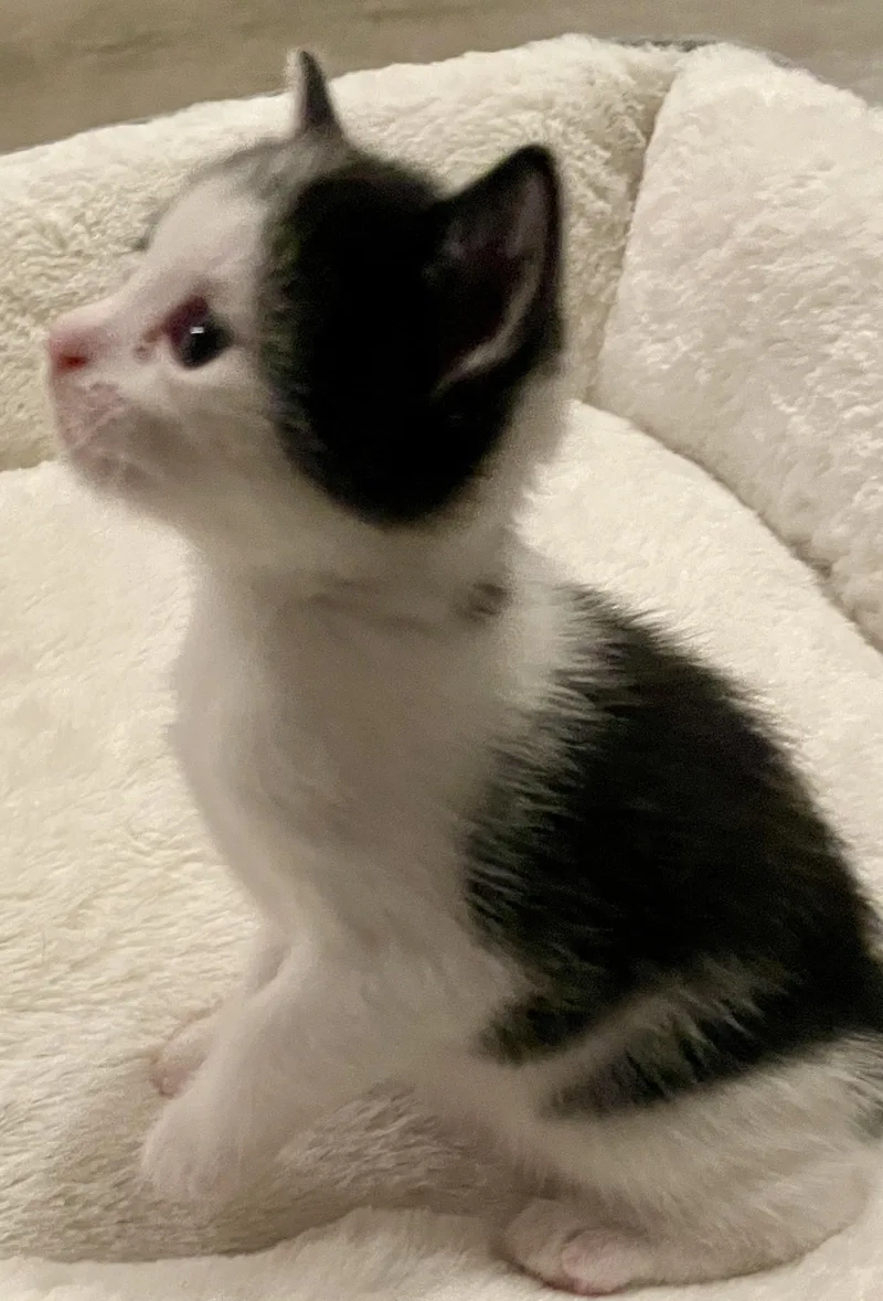 Gizmo Lee thumbnail 2