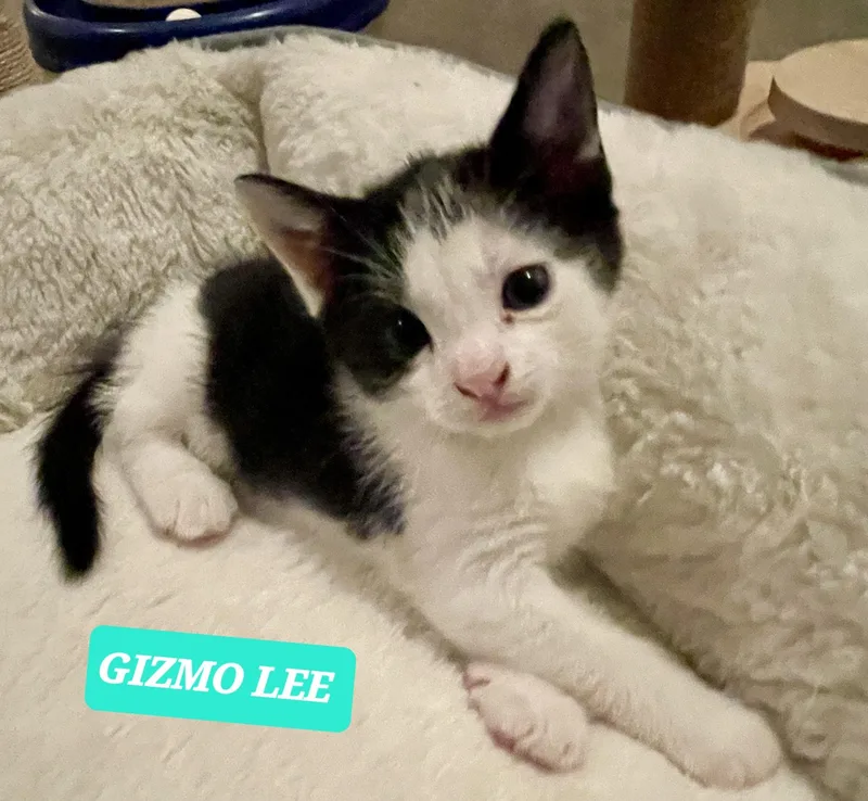 Gizmo Lee thumbnail 3