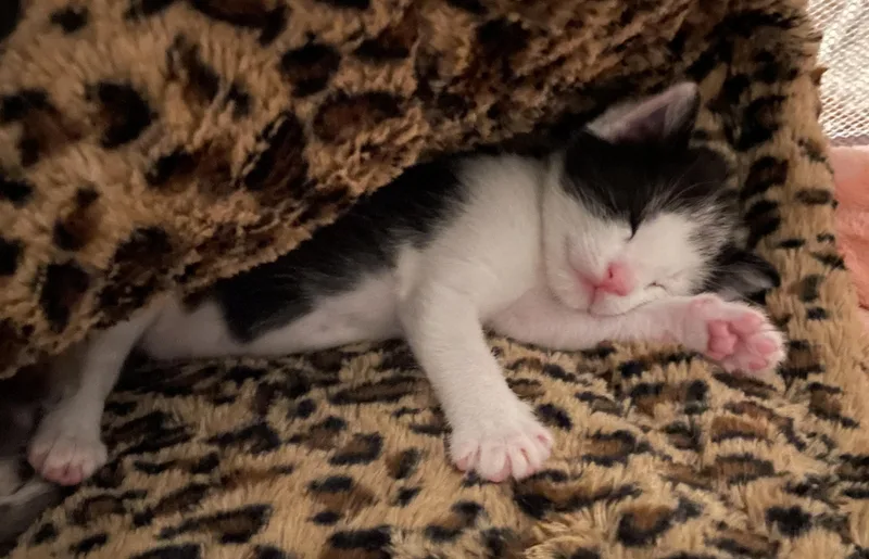 Gizmo Lee thumbnail 4