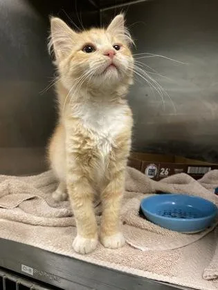 A baby small-sized male Domestic Short Hair cat named Spaghetti Squash for adoption in Fallston, MD