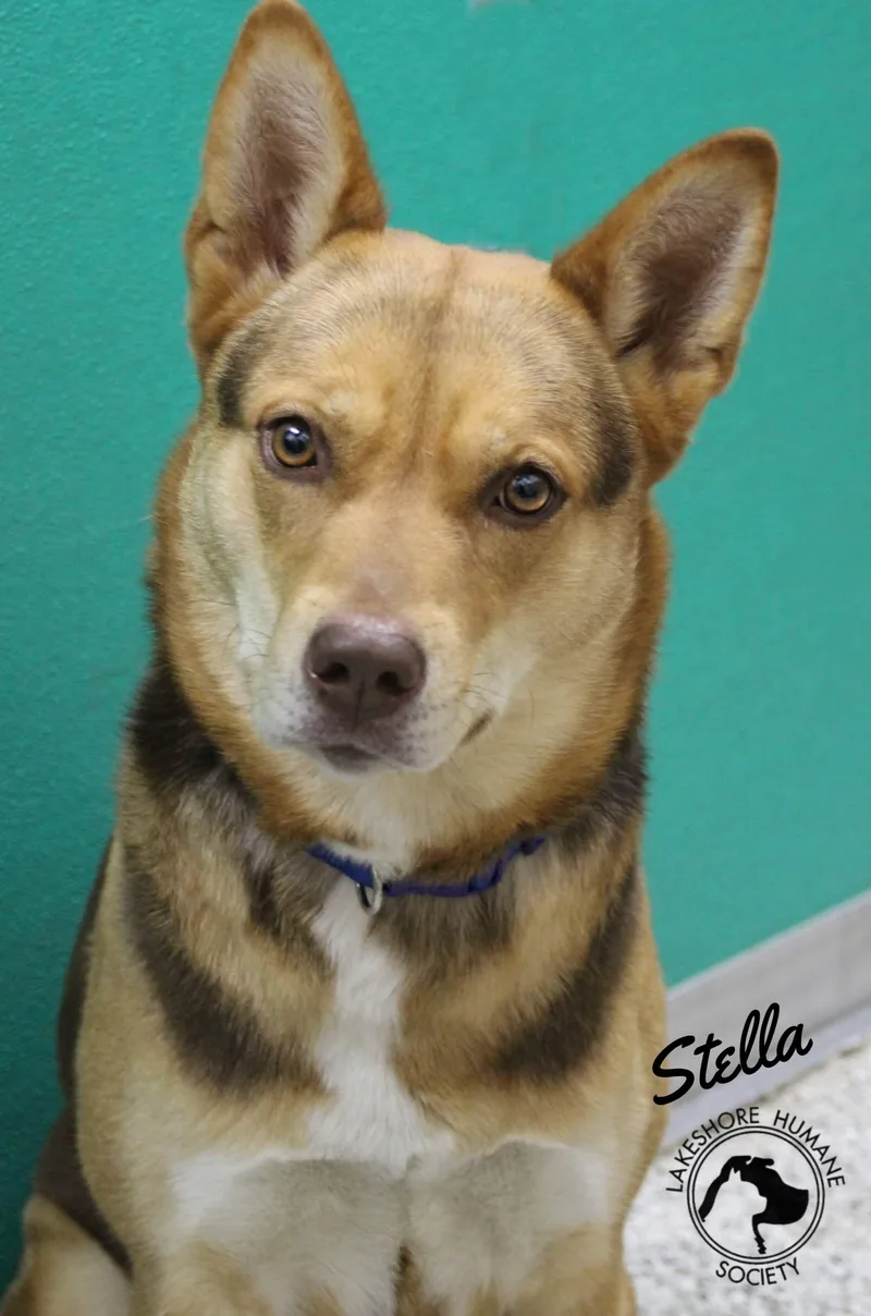 Stella