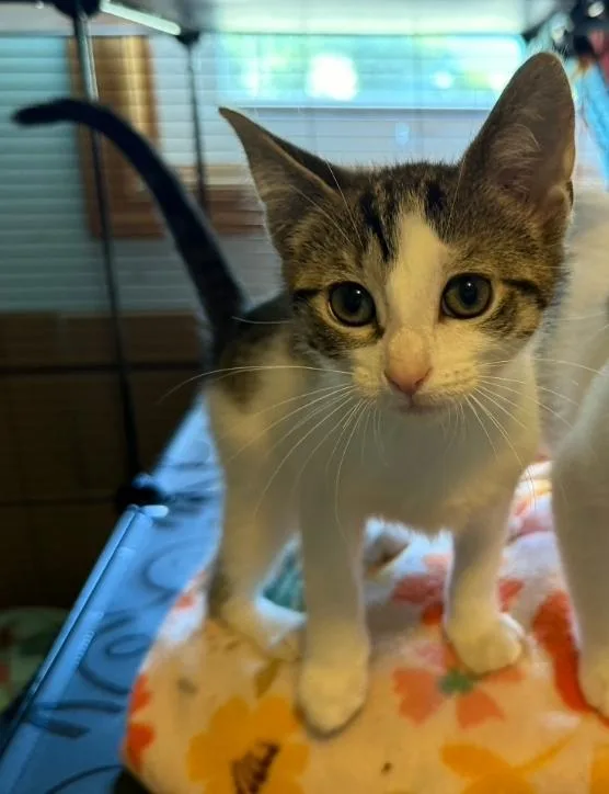 A baby medium-sized female Tabby (Brown / Chocolate) Domestic Short Hair cat named Chickadee for adoption in Reeseville, WI