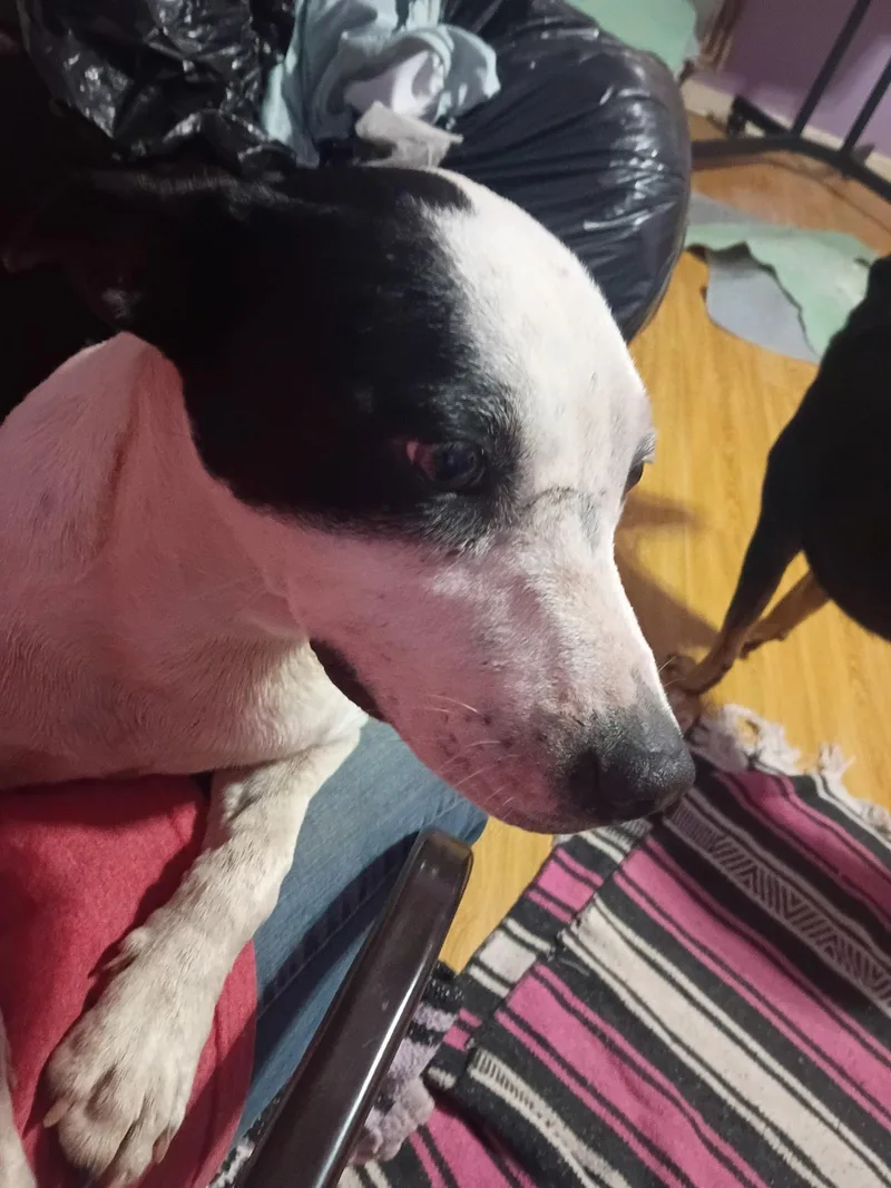 Molly thumbnail 3