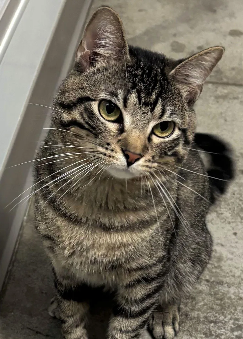 A young medium-sized male Domestic Short Hair cat named Fuse for adoption in Iowa City, IA