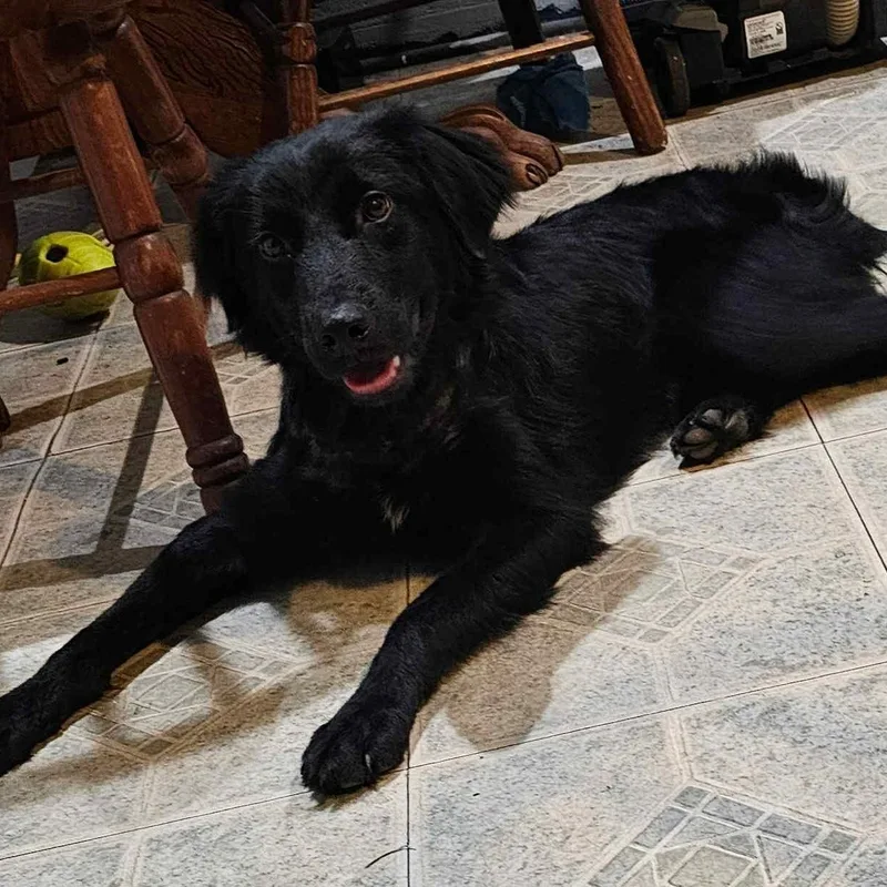 A young medium-sized male Mixed Breed dog named Beau for adoption in Danville, VT