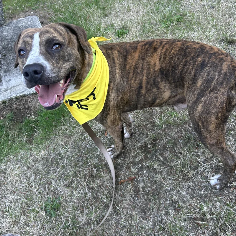 A young medium-sized male Brindle American Staffordshire Terrier dog named Billy for adoption in Olympia, WA