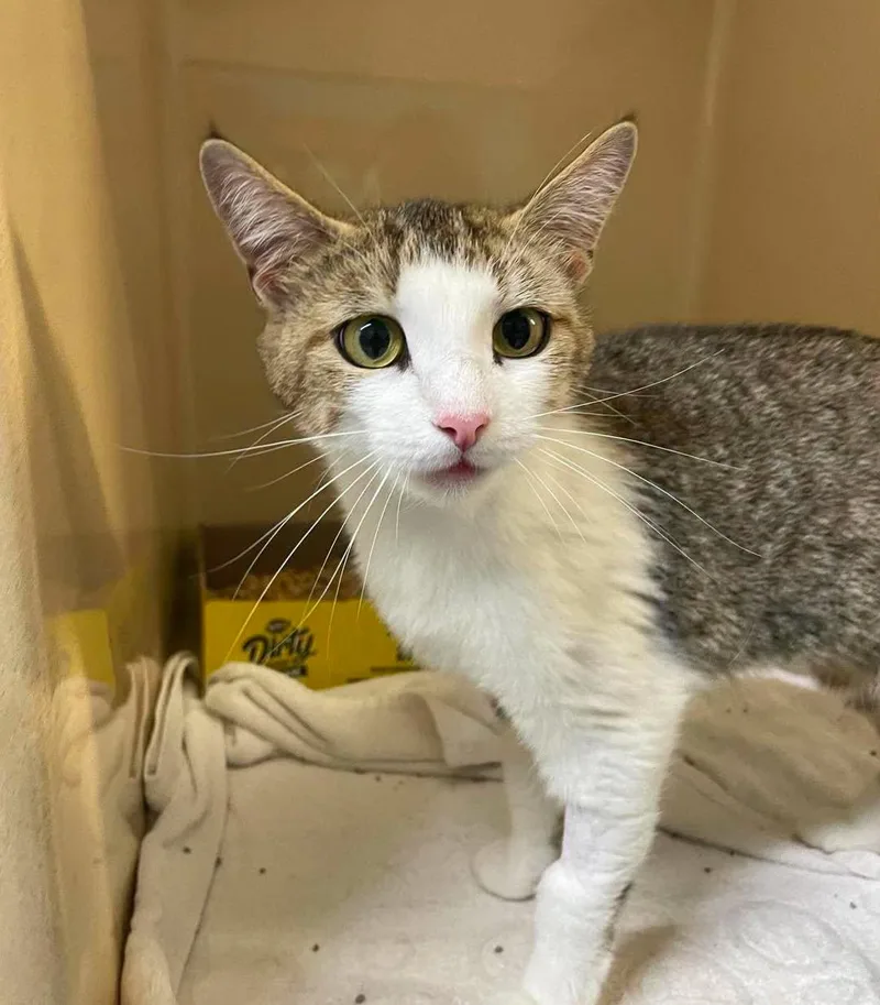 An adult medium-sized female Domestic Short Hair cat named Stacy for adoption in Stillwater, OK