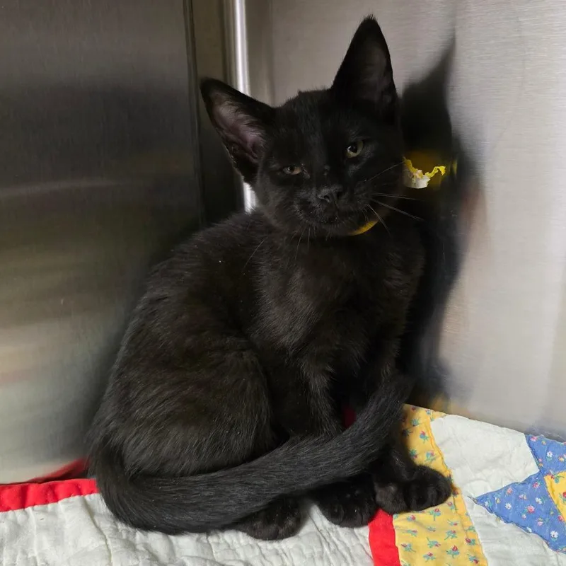 A baby small-sized male Black Extra-Toes Cat / Hemingway Polydactyl cat named Sparrow for adoption in Spokane, WA