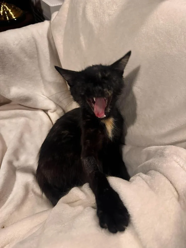 A young small-sized female Domestic Short Hair cat named Nova for adoption in Chicago, IL