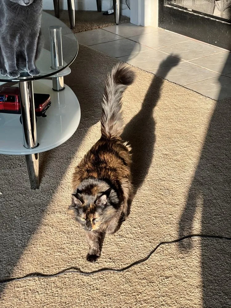 An adult medium-sized female Domestic Long Hair cat named Cali for adoption in Salisbury, NC