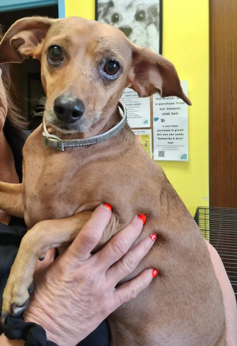 An adult small-sized female Golden Chiweenie dog named Sally May for adoption in Lexington, KY