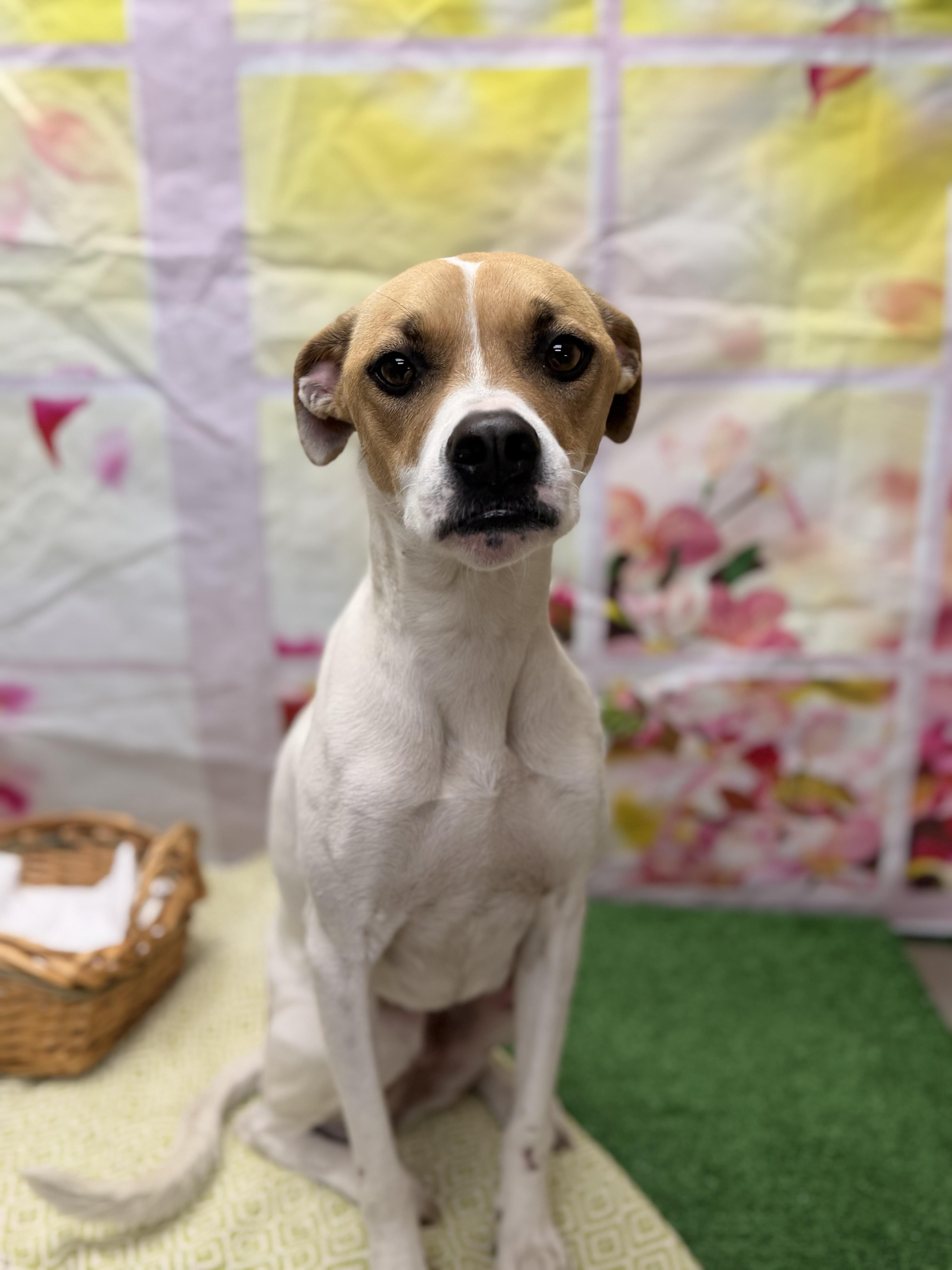 An adult medium-sized female White / Cream Jack Russell Terrier dog named Legend for adoption in Statesboro, GA