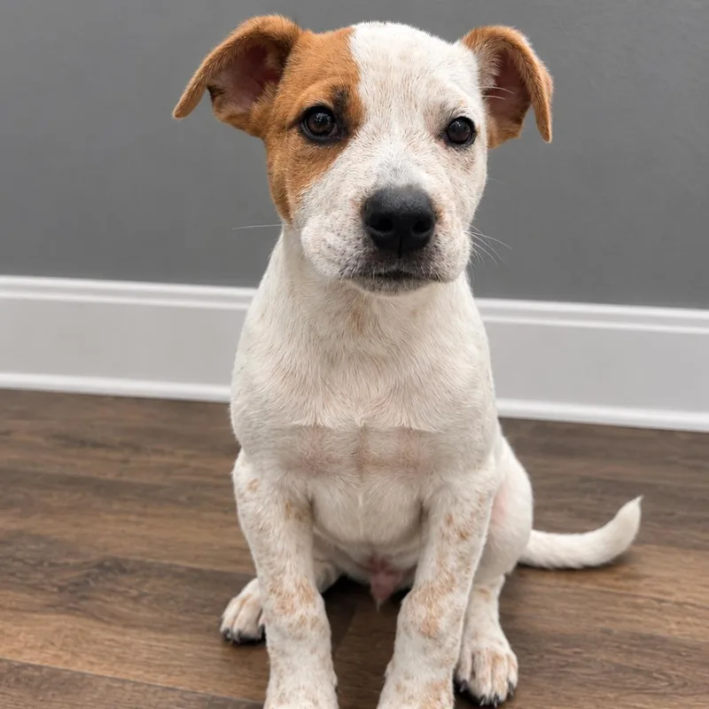 A baby small-sized male White / Cream Australian Shepherd dog named Max D for adoption in Minnetonka, MN