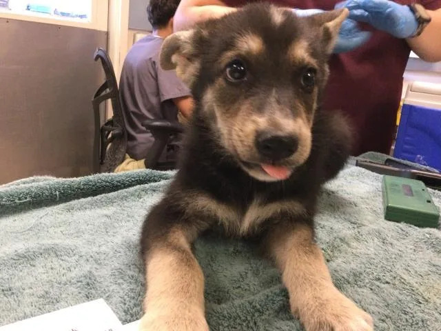 A baby small-sized male Shepherd dog named Snail for adoption in Riverside, CA