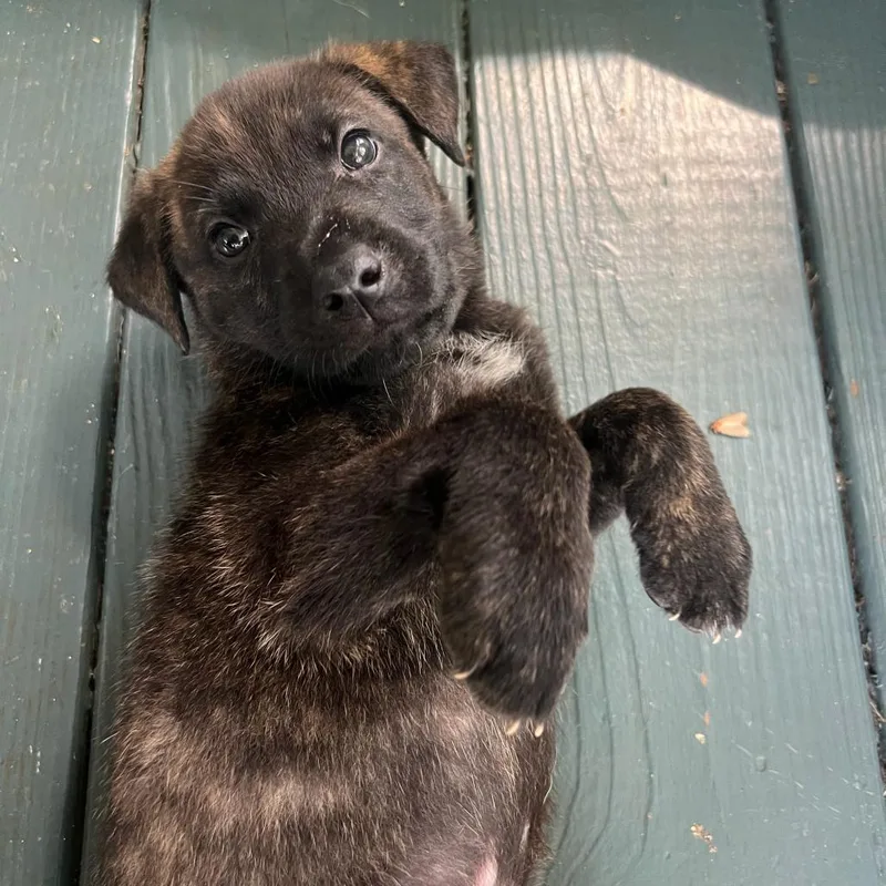 Wiggle Worm