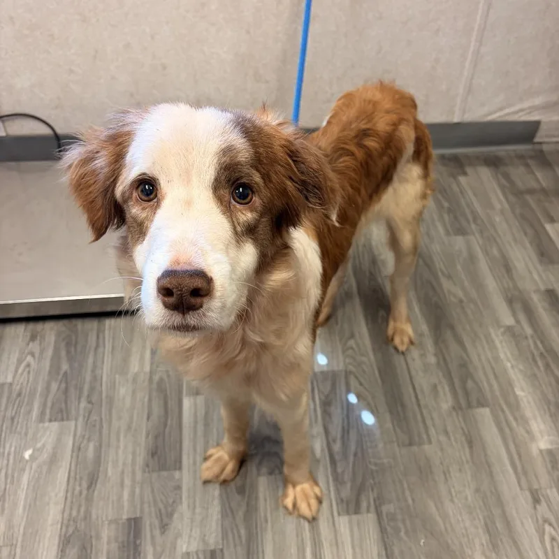 An adult medium-sized male White / Cream Collie dog named Brolly for adoption in Carencro, LA