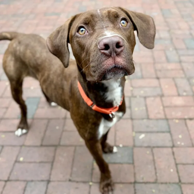 An adult large-sized male Brindle Chocolate Labrador Retriever dog named Salami for adoption in Whitehall, PA