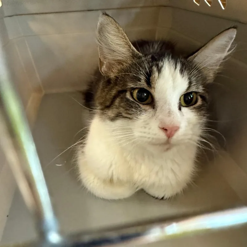 An adult medium-sized female White Domestic Short Hair cat named Pearl for adoption in Emporia, KS