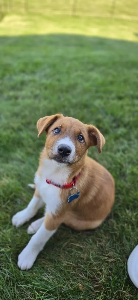 A baby medium-sized male Australian Cattle Dog / Blue Heeler dog named Bubba Blue for adoption in Waunakee, WI