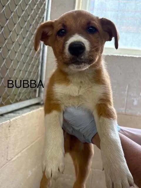 Bubba Blue thumbnail 2