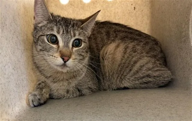 A young medium-sized female Domestic Short Hair cat named Amewlia for adoption in Lancaster, CA